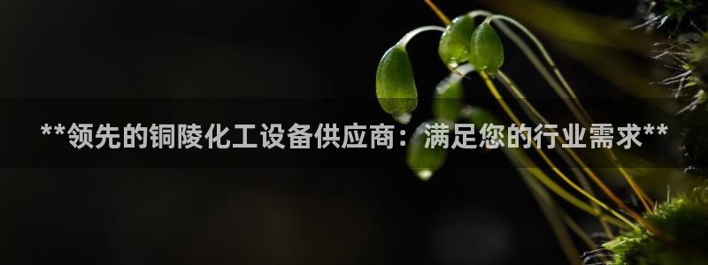 新城平台负责人名单
